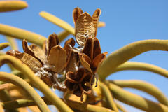 Aloidendron ramosissimum