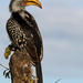 Lowveld Yellowbill Hornbill - Photo (c) Michael McSweeney, some rights reserved (CC BY-NC), uploaded by Michael McSweeney
