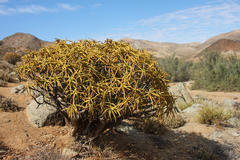 Aloidendron ramosissimum