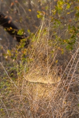 Cyrtophora citricola