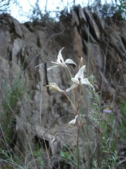Gladiolus leptosiphon