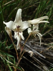 Gladiolus leptosiphon