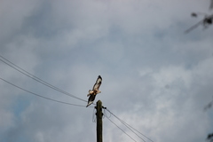 Buteo buteo rothschildi
