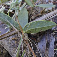 Rhynchosia totta totta