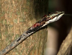 Thelotornis capensis capensis