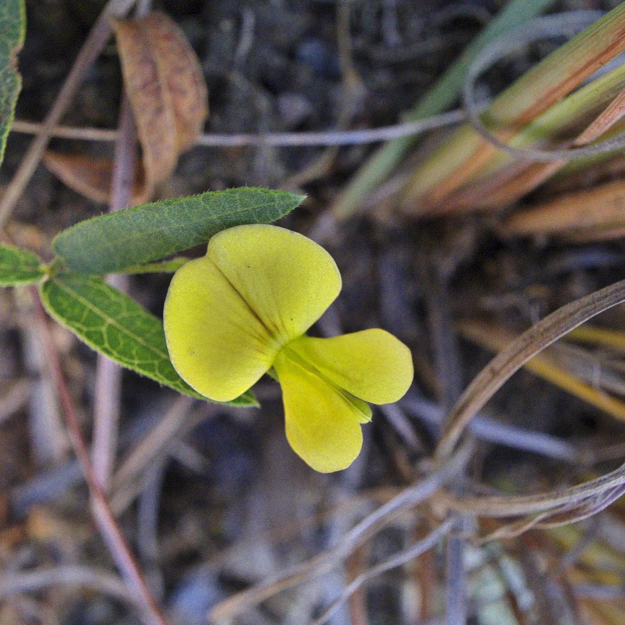 Rhynchosia totta