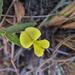 Rhynchosia totta - Photo (c) Chris Wahlberg, algunos derechos reservados (CC BY-NC), uploaded by Chris Wahlberg
