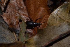 Otiorhynchus clavipes