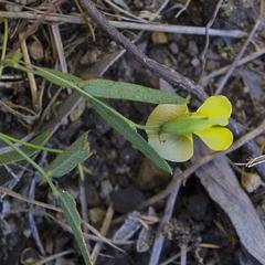 Rhynchosia totta totta