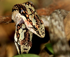 Thelotornis capensis capensis