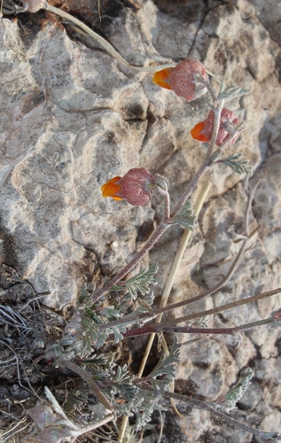 Artemis Dollsrose (Hermannia abrotanoides)