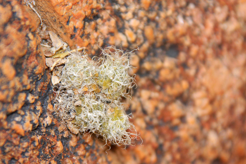 Anacampseros karasmontana