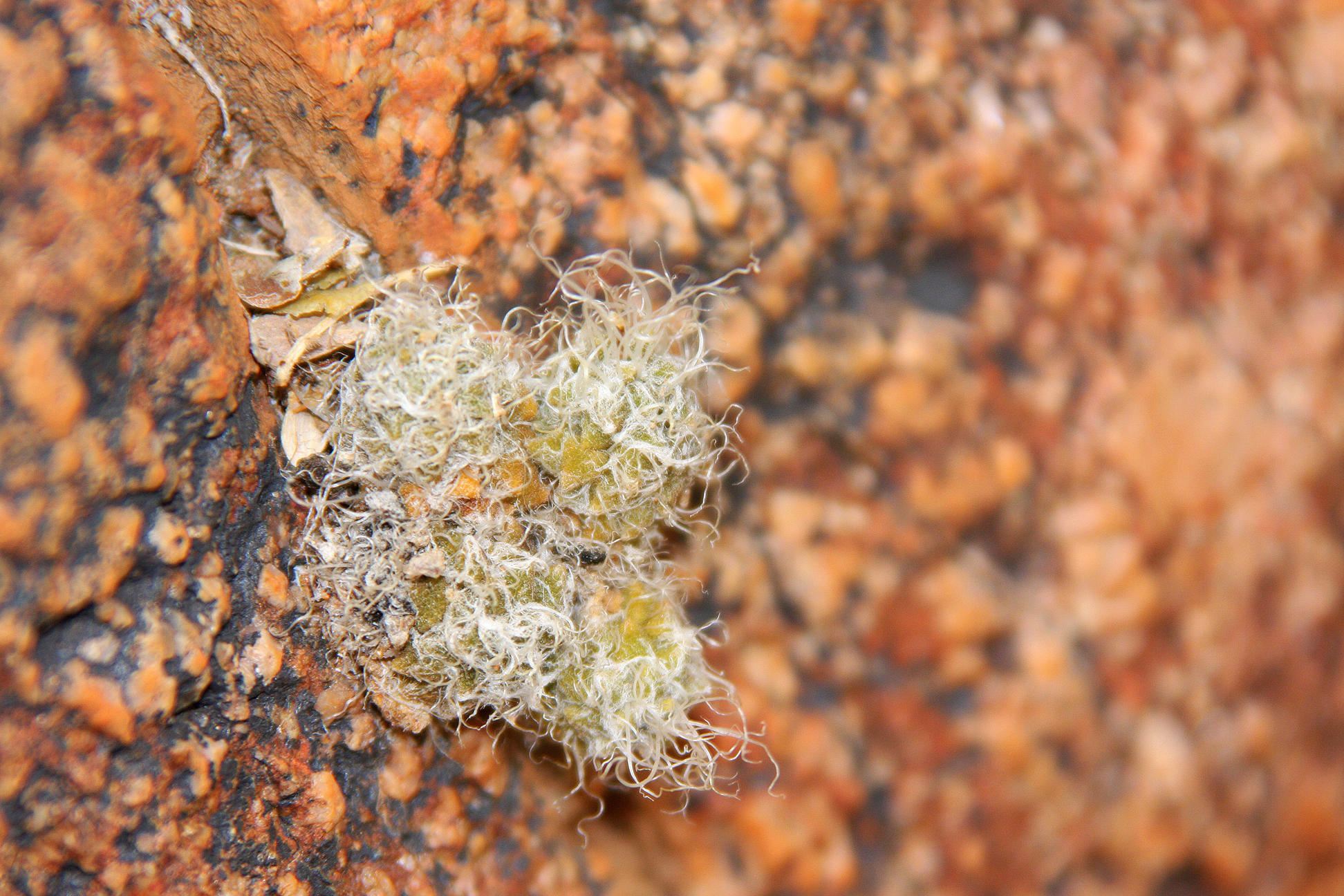 Anacampseros filamentosa ssp. tomentosa