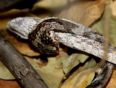Thelotornis capensis capensis