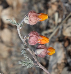 Hermannia abrotanoides