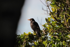 Turdus merula azorensis