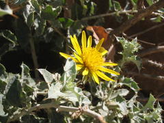Berkheya fruticosa