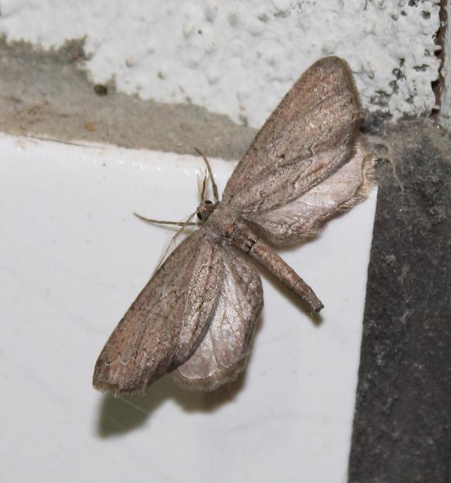 Hebdomophruda hamata