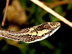 Thelotornis capensis capensis