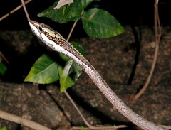 Thelotornis capensis capensis