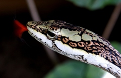 Thelotornis capensis capensis