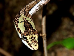 Thelotornis capensis capensis