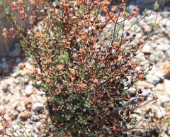 Ruschiella argentea