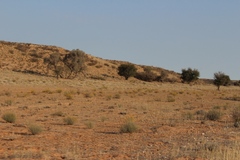 Vachellia haematoxylon