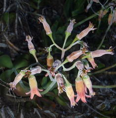 Cotyledon orbiculata orbiculata