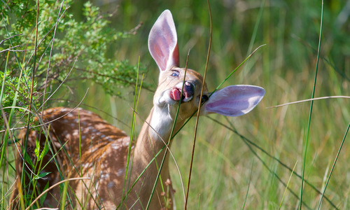 White-tailed Deer photographed in Ohio