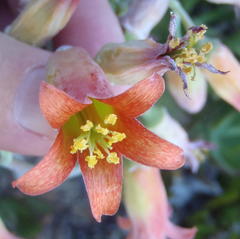 Cotyledon orbiculata orbiculata