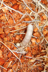 Anacampseros albissima