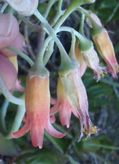 Cotyledon orbiculata orbiculata