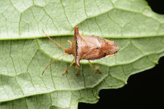 Elasmucha fengkainica