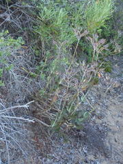 Cotyledon orbiculata orbiculata