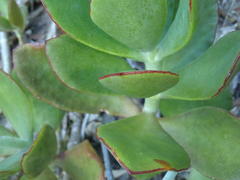 Cotyledon orbiculata orbiculata