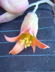 Cotyledon orbiculata orbiculata