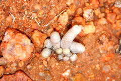 Anacampseros albissima