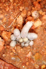 Anacampseros albissima