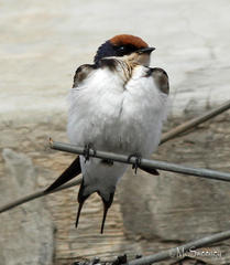 Hirundo smithii smithii