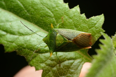 Acanthosoma fallax