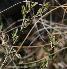 Argyrolobium pachyphyllum