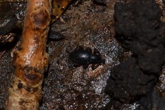 Otiorhynchus clavipes