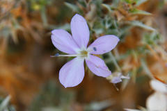 Barleria rigida