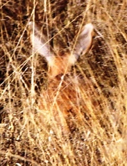 Raphicerus campestris steinhardti