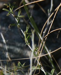 Argyrolobium pachyphyllum