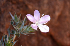 Barleria rigida