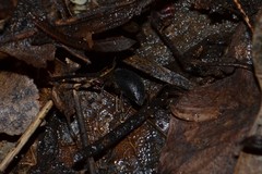 Otiorhynchus clavipes