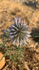 Echinops spinosissimus bithynicus