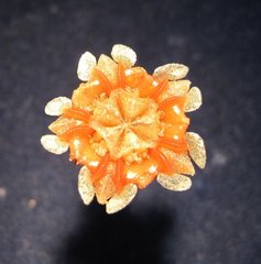 Phiambolia persistens